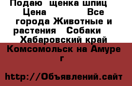 Подаю. щенка шпиц  › Цена ­ 27 000 - Все города Животные и растения » Собаки   . Хабаровский край,Комсомольск-на-Амуре г.
